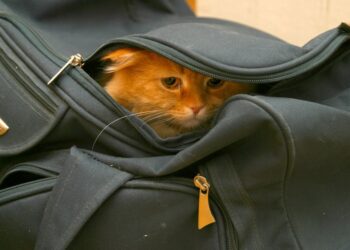 Can the Thai government put the cat back in the bag?