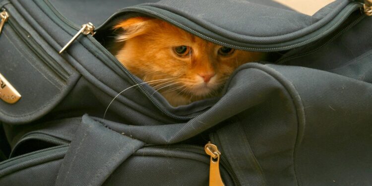 Can the Thai government put the cat back in the bag?