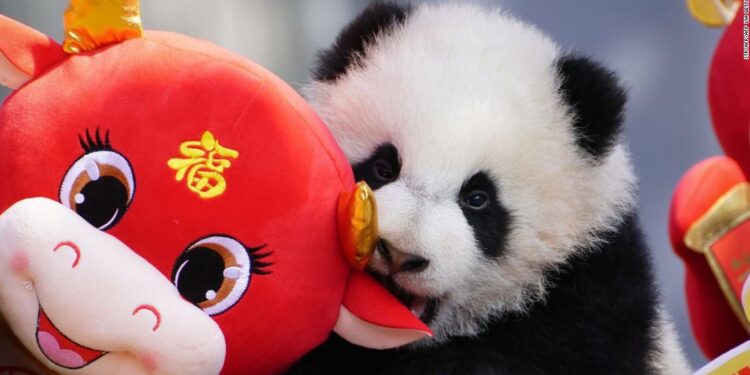 Lunar New Year 2021: The Year of the Ox has arrived