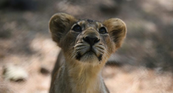 India’s endangered lion prides conquer disease to roam free