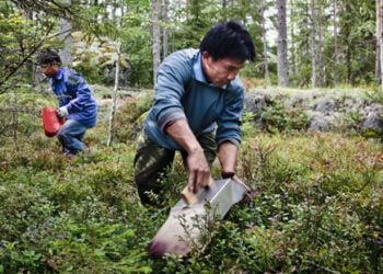 New tax rule can affects Thai berry pickers’ income in Sweden