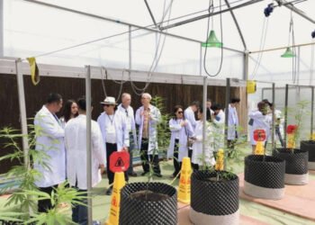 Cannabis tourism offers ray of hope for battered industry