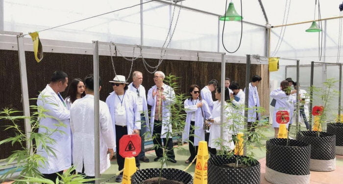 Cannabis tourism offers ray of hope for battered industry