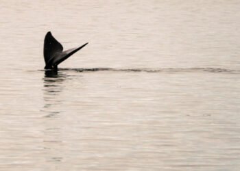 Speeding ships killing endangered right whales, study finds
