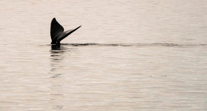 Speeding ships killing endangered right whales, study finds