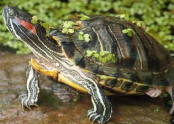 These cute turtles may not look dangerous, but they are among the world’s worst invasive species