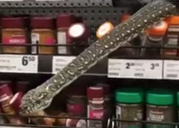 10-foot python surprises shoppers at Australian supermarket
