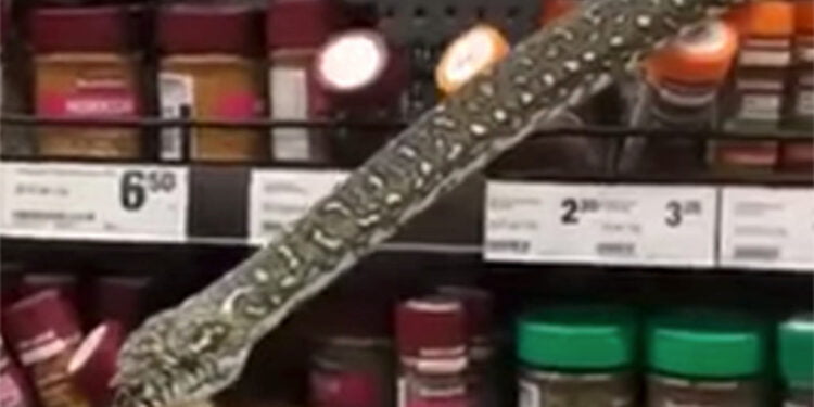10-foot python surprises shoppers at Australian supermarket