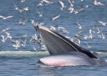 Time Whale Spent: A Bangkok wildlife adventure with the lords of the deep (Photos)