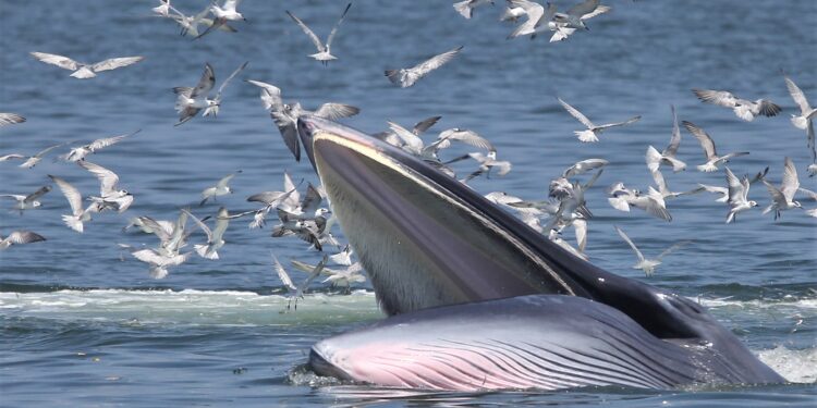 Time Whale Spent: A Bangkok wildlife adventure with the lords of the deep (Photos)