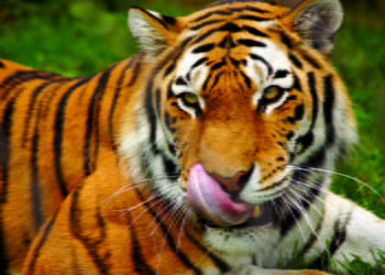 Last animals rescued today from squalor of Phuket Zoo