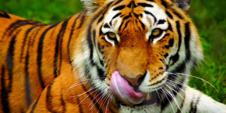 Last animals rescued today from squalor of Phuket Zoo