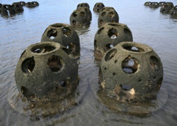 To save California coasts, scientists turn to the humble oyster