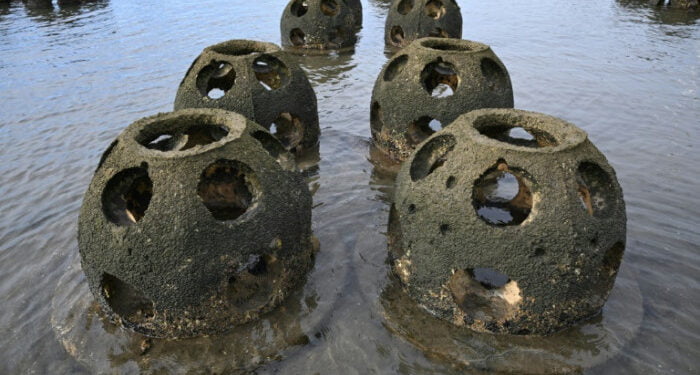 To save California coasts, scientists turn to the humble oyster
