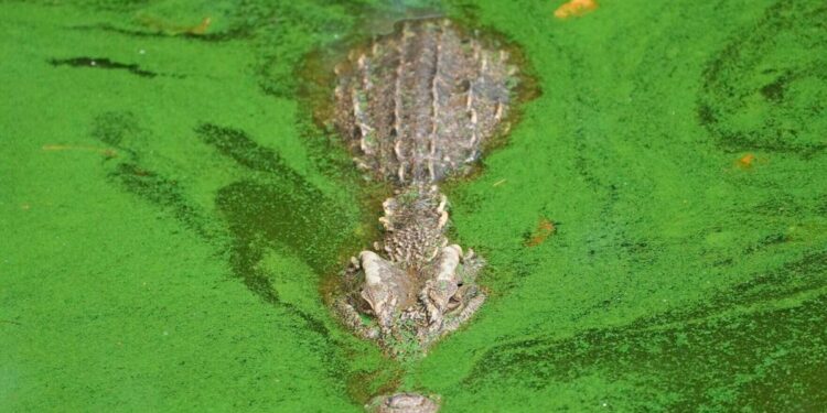 Thai crocodile farmers want trade restrictions relaxed