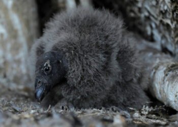 Chile preparing threatened condor chicks for release into wild
