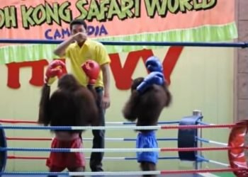 What is orangutan boxing? When PETA released a strong statement condemning this act of animal cruelty