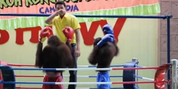 What is orangutan boxing? When PETA released a strong statement condemning this act of animal cruelty